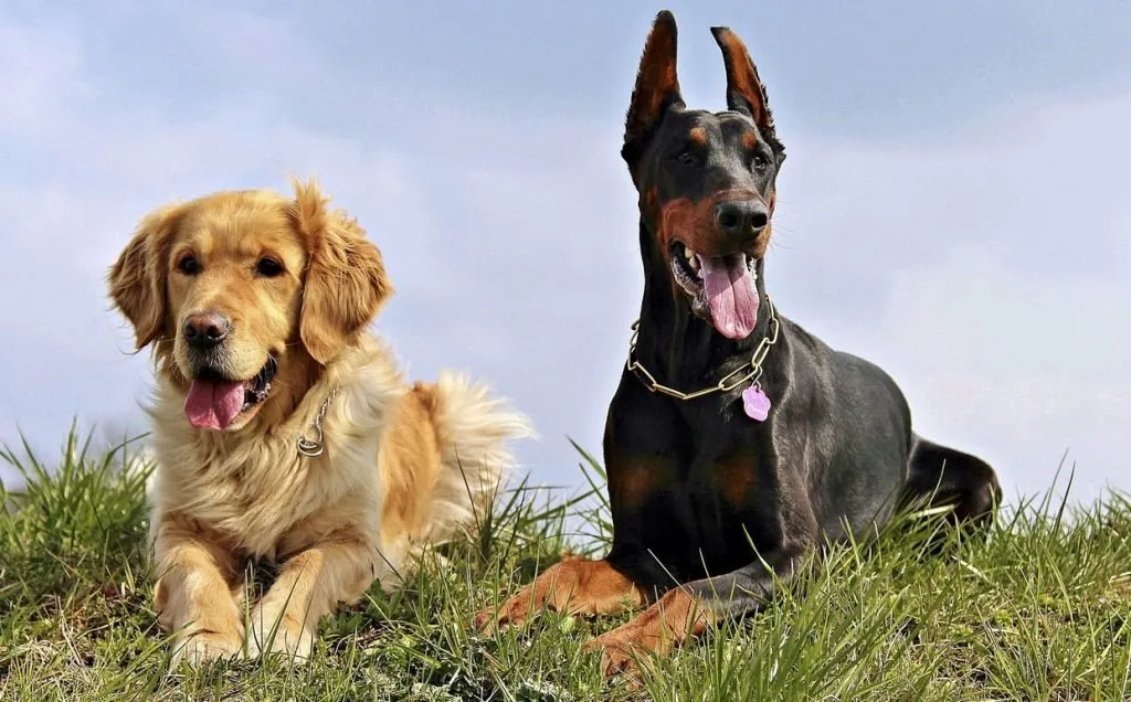 Hondennamen op alfabetische volgorde