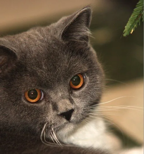 Kattennamen op alfabetische volgorde