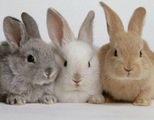 konijnennamen