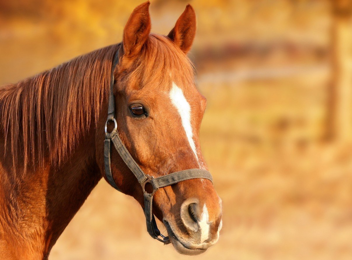 Paardennamen alfabetisch van Z -