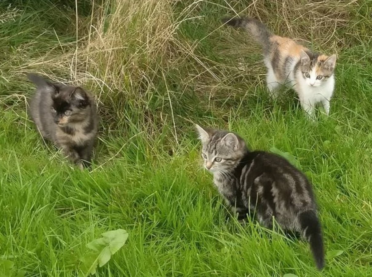 Kattennamen duo - dierennamen